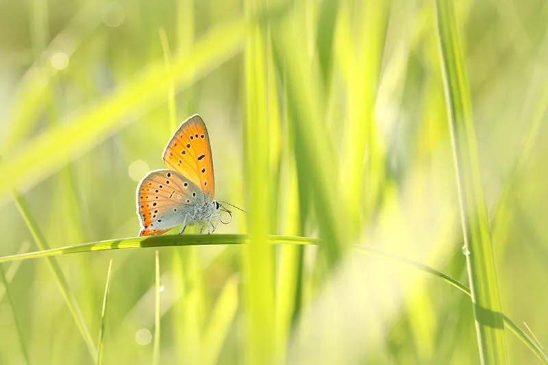 Symbolbild eines Schmetterlings - Psychotherapeutin: Transformation und Wachstum